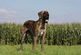 DOGUE ALLEMAND 311